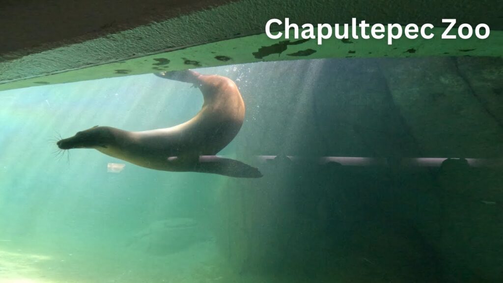 Discovering wildlife in Mexico City’s Chapultepec Zoo in 2025