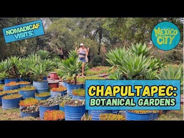 Exploring Mexico City’s botanical gardens in 2025